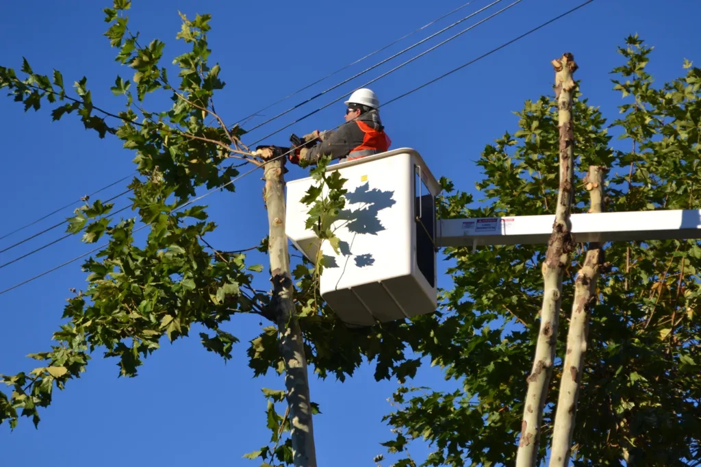 La Justicia le ordenó a la Municipalidad de La Plata indemnizar a un vecino por un accidente de poda