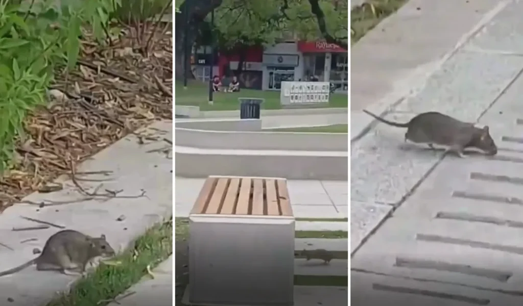 Video: grabaron a una rata corriendo en Plaza Italia y crece el temor por el hantavirus en La Plata