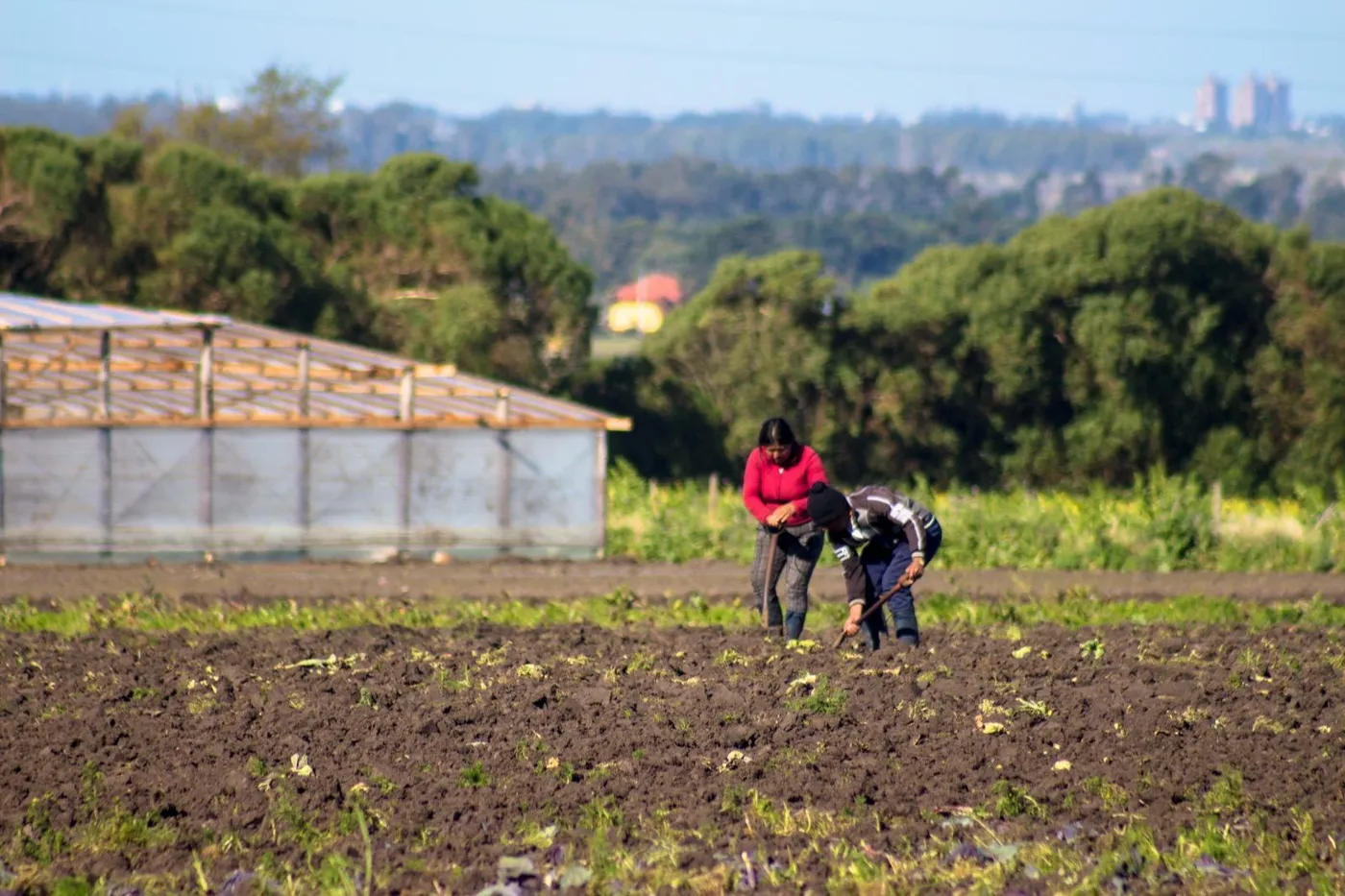Proponen abrir en La Plata una planta municipal para producir alimentos junto a productores frutihortícolas
