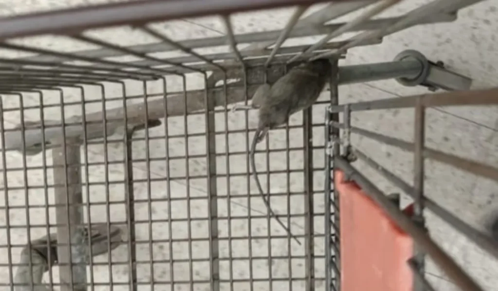 Así estaba el supermercado de La Plata que fue clausurado: ratas, gusanos y productos vencidos