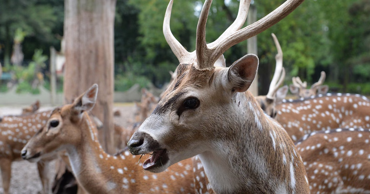 Tras la muerte de dos ciervos en el ECAS, crece la preocupación por el cuidado de los animales